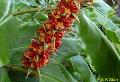 Kahili Ginger / Hedychium gardnerianum